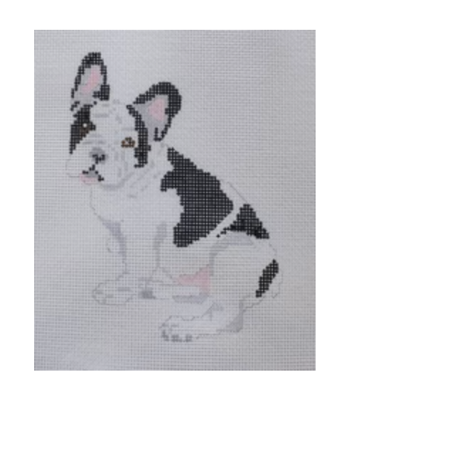 French Bull Dog