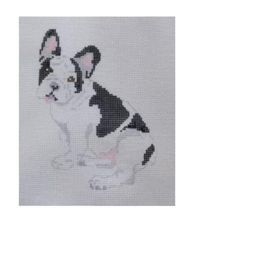 French Bull Dog