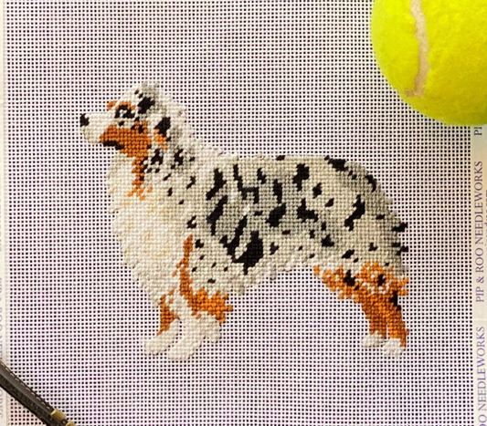 Australian Shepherd