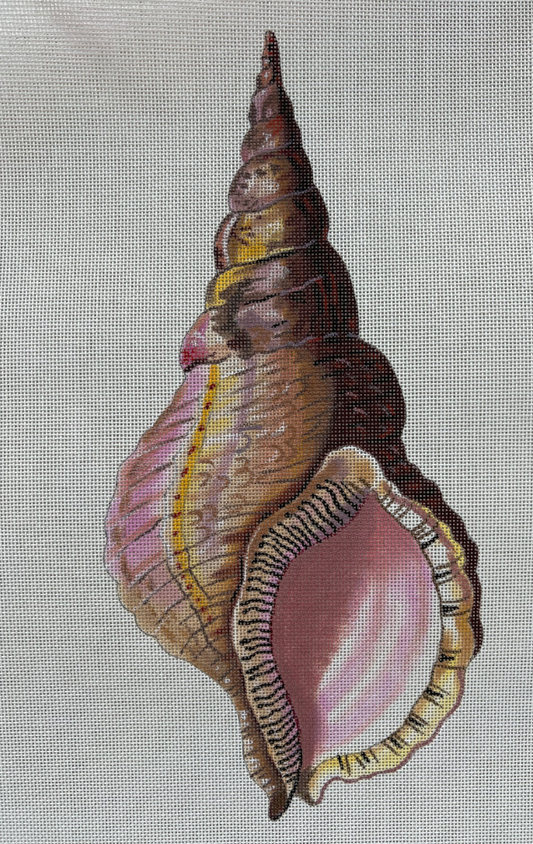 Conch Seashell Front